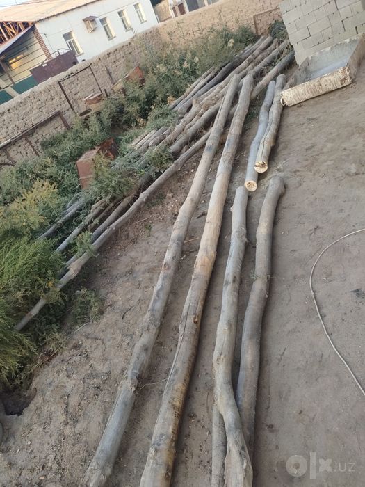 Aq terek 350000 ham Qadalar 6000 satiladi.