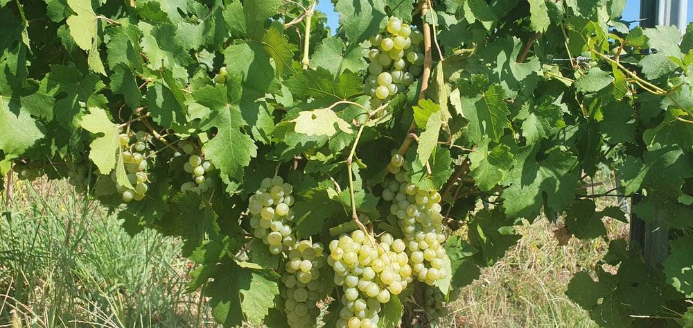 Rezervare struguri de calitate superioară Valea Călugărească - direct PRODUCATOR