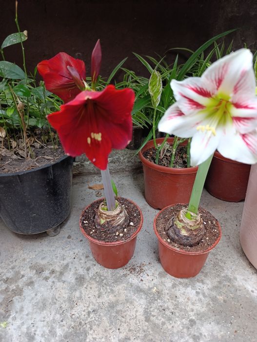 Цветы доставка гиппеаструм Гуллар совғага