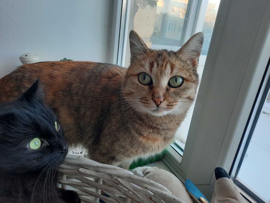 Кошечка Алиса ждёт хозяина