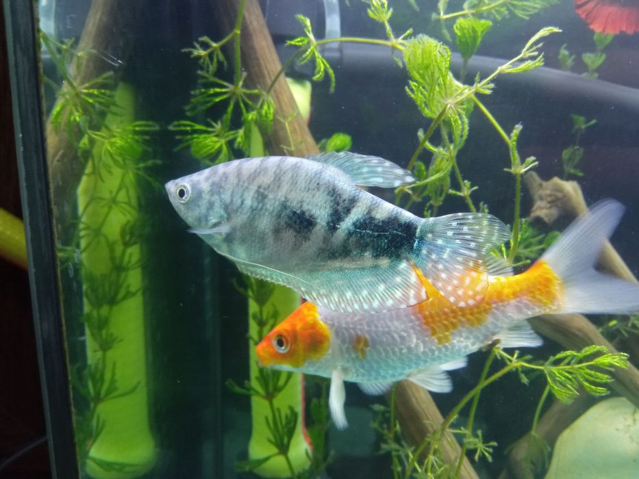 Akvaryum baliq /gurami / oltin baliq