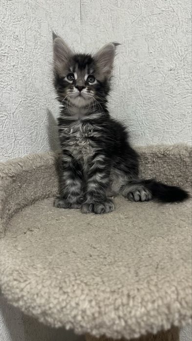 Мейн-Кун Продажа Питомник