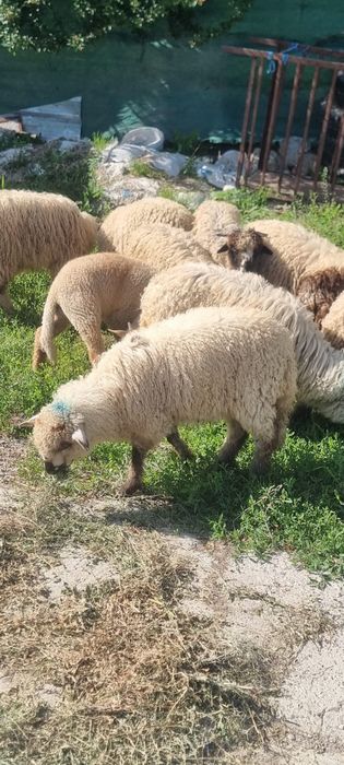 Vand 13 miei turcani
