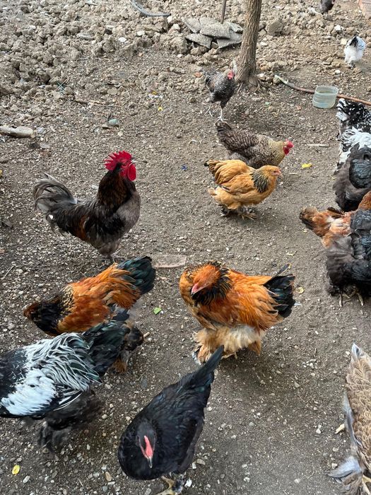 Găini și Cocoși Brahma + Australorp – Exemplare foarte frumoase