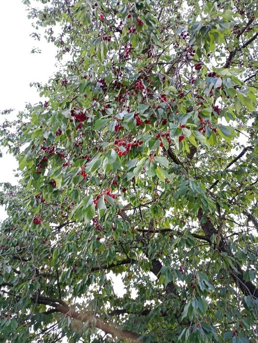 Teren intravilan Sopor