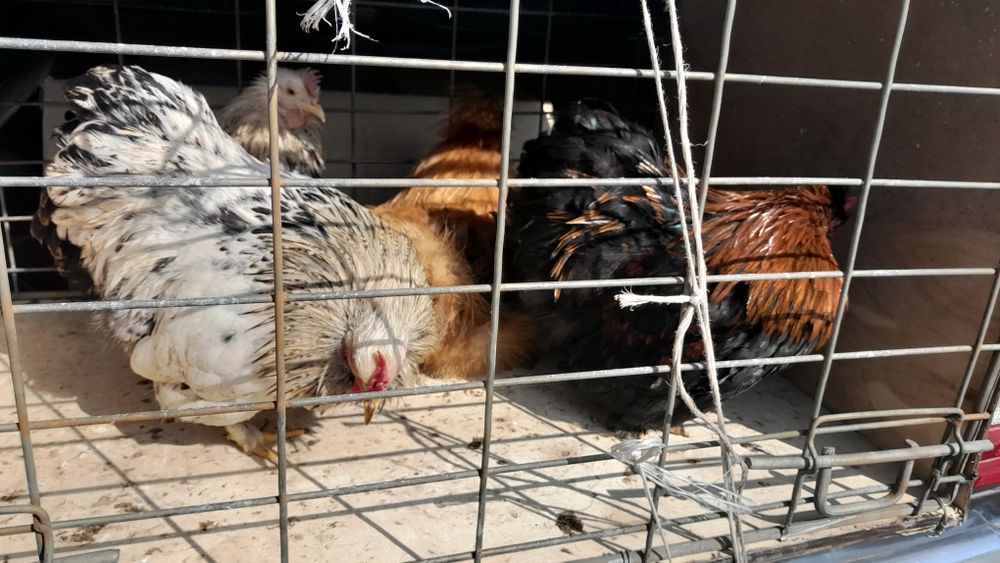 Продам карликов  4 штуки