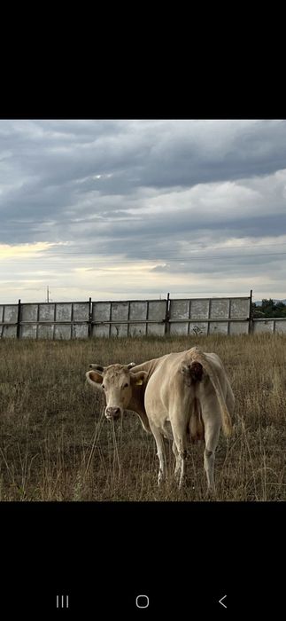 Продам корову с теленком