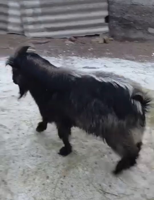 Продам козла Теке сатам