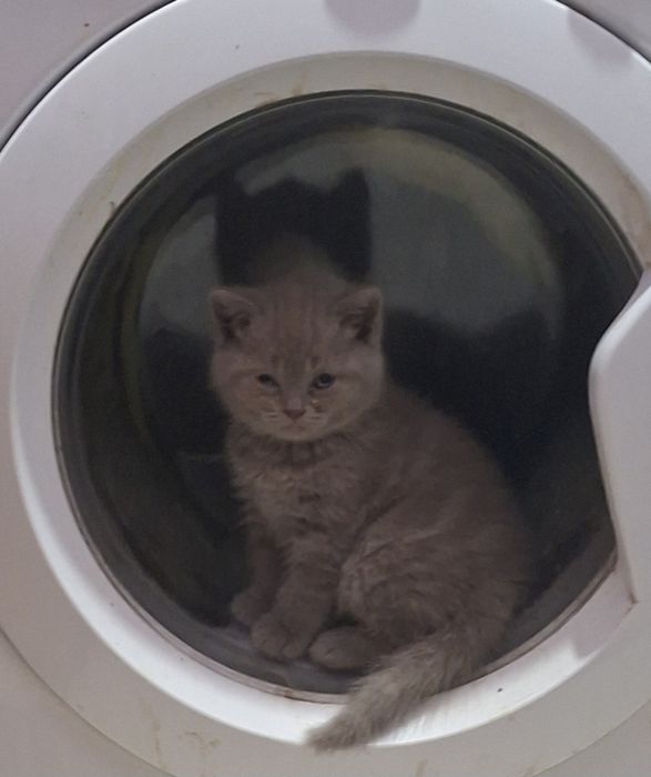 Сладка Женска британка