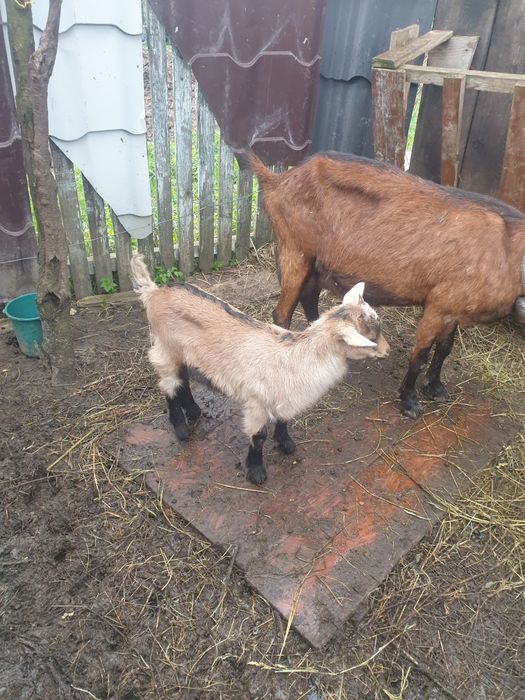 Vând capra alpin franceza, ciuta genetic la a treia fatare,