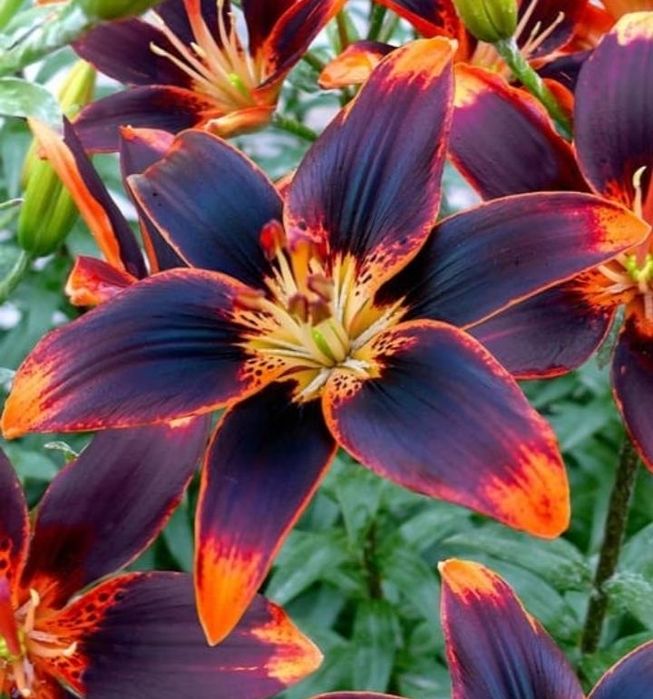 Луковицы лилий!