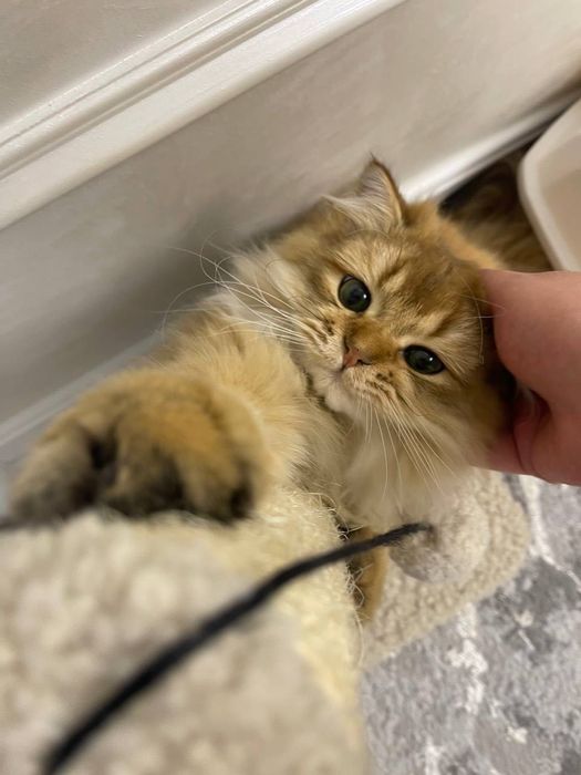 Отдам кота в хорошие руки