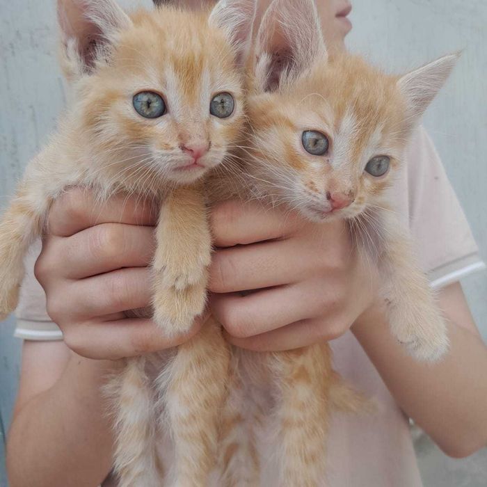 Котята бесплатно