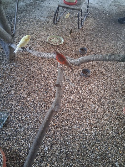 Vând canari care canta