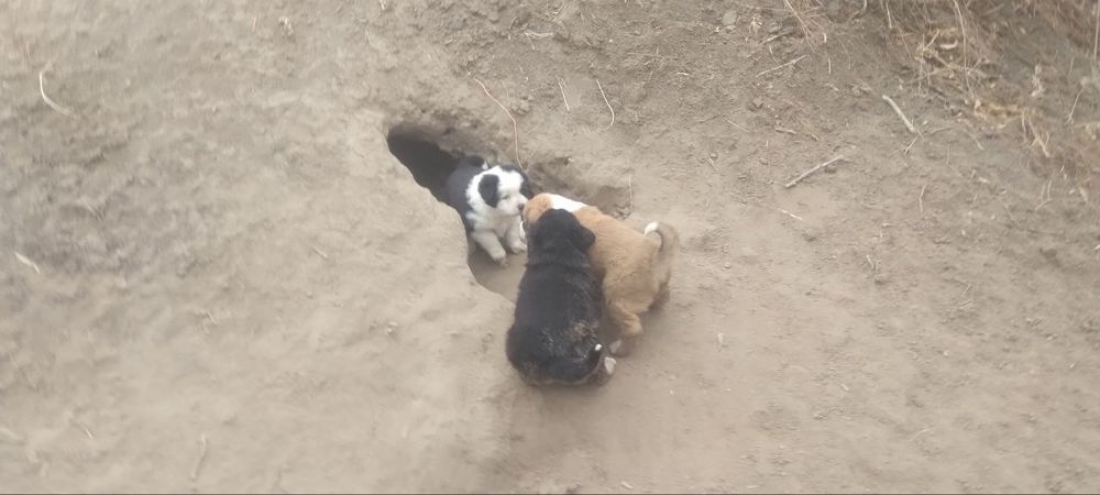 Kuchukchalar sotiladi