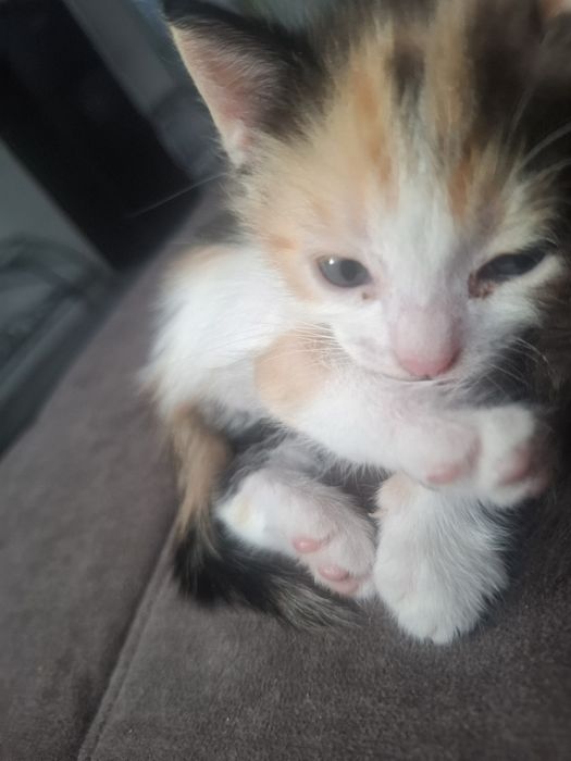 Котята в добрые ручки