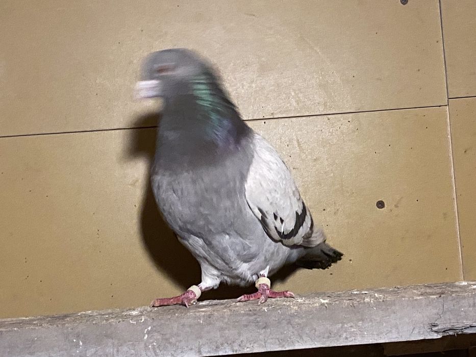 Голуби бакинские