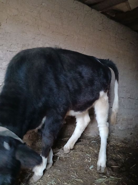 Tana sotiladi.  oladigan baraka topadi.