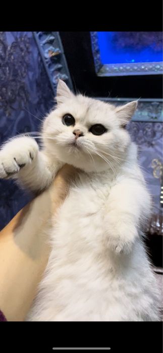 Britanskiy NS 11 Okras Shinshila