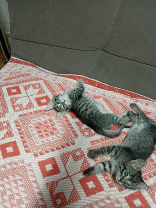 Отдам котят в добрые руки