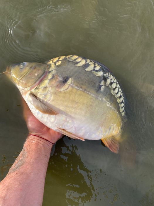 Продавам   Шаран