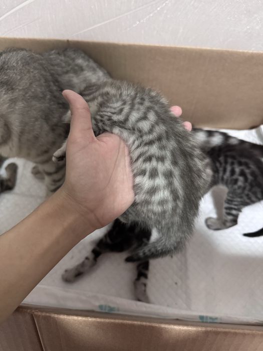 Продаются котята