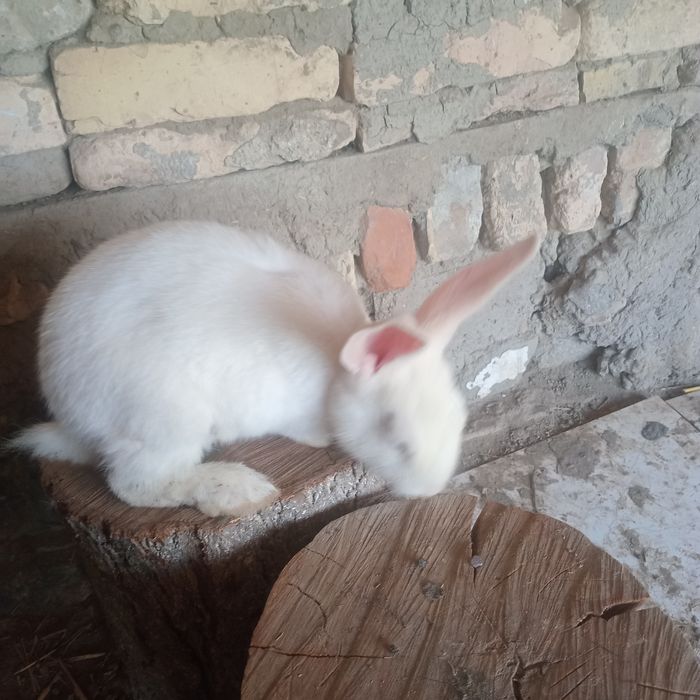 Quyon gubrit 4 ta 3 ta erkak 1 ta moda