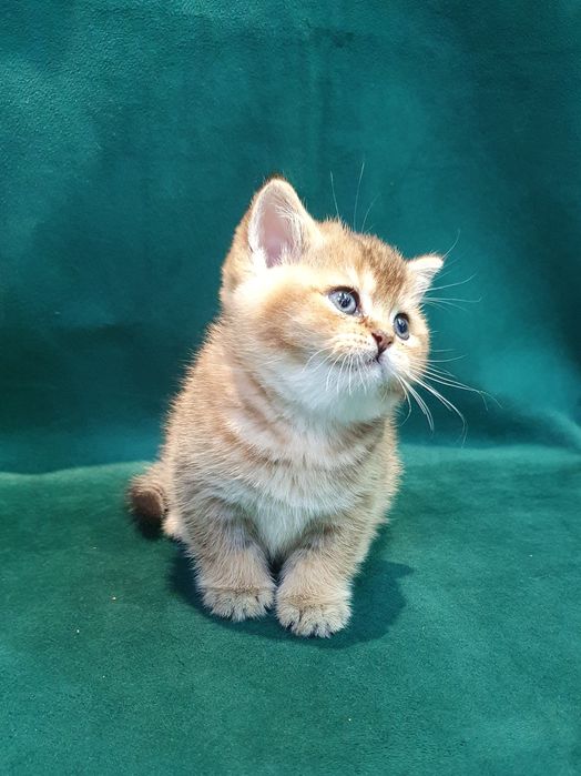 Mushukchala Sotiladi. Zolotaya shinshilla