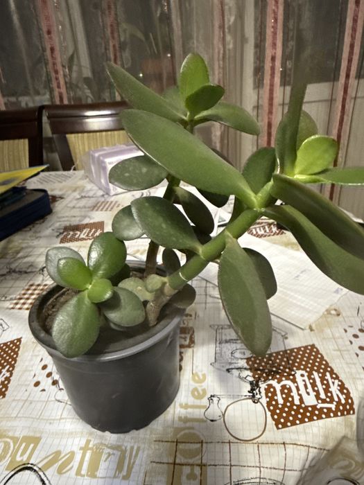 Продаю толстянку денежное дерево