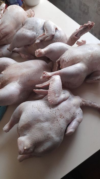 Куры домашние бройлер