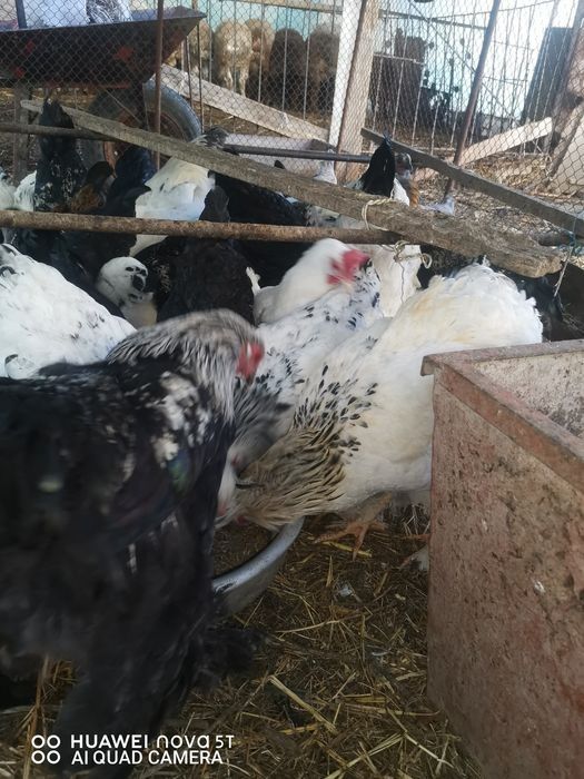 Brama xuroz tovuq sotamiz