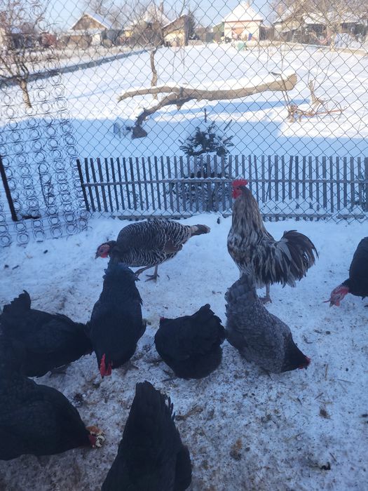 Vând doi cocosi australorp