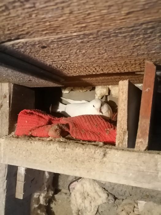 Продам домашних голубей