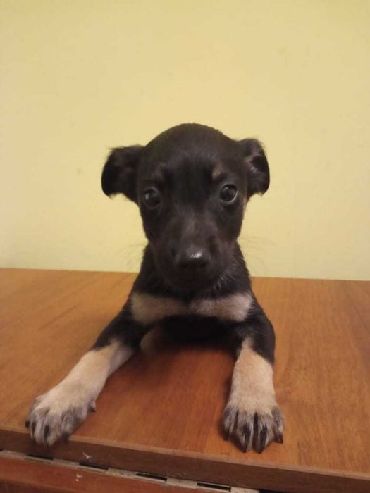 отдам щенков в добрые руки