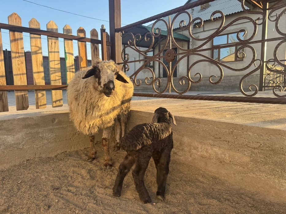 Қозылы кой сатылады. Еркек козы