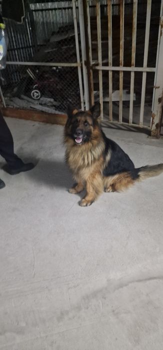 Немецкая овчарка кабель