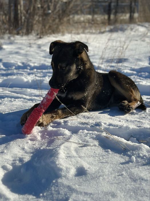 Щенок (мальчик) ищет дом