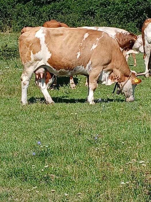 Vnd vaca cu vițel  mai multe detalii la telfon
