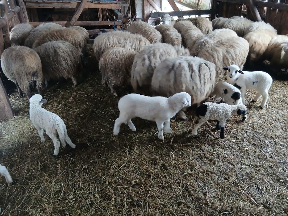 Oi cu miei de vanzare