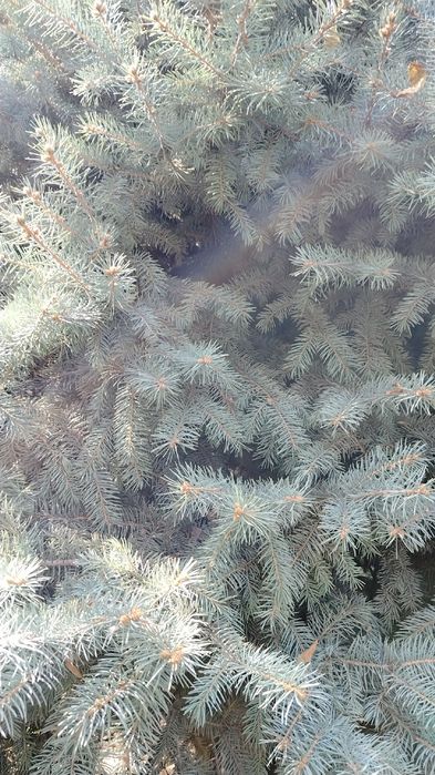 Голубой йел арча сотилади. 2.5   3 метр чикади.