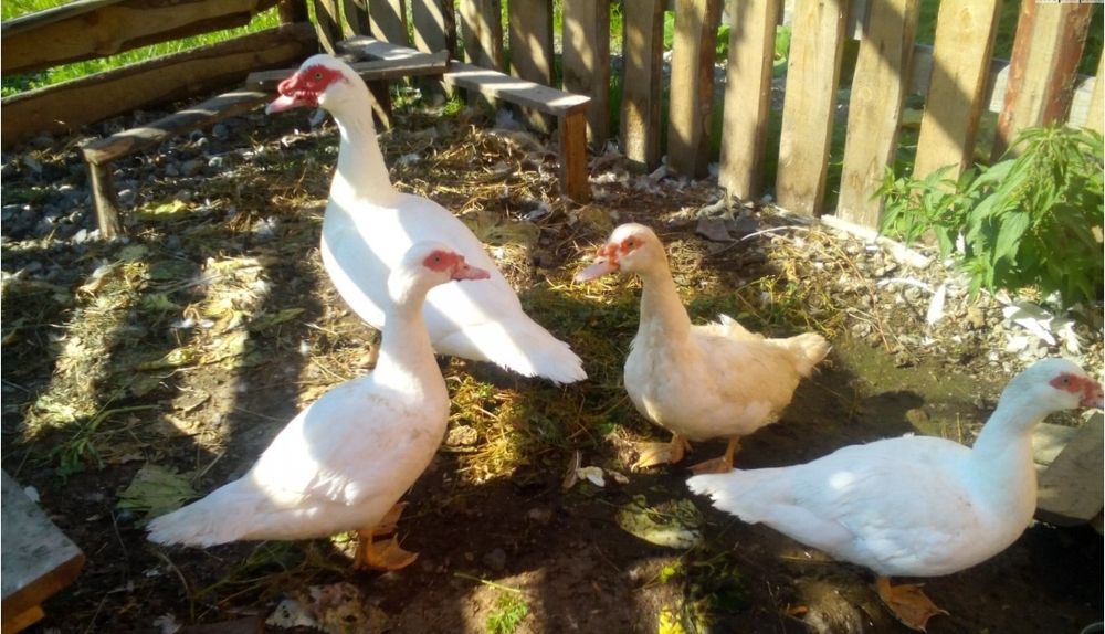 Индоутка сатылады 40000 теңге