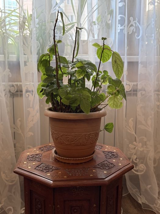 Декоративное Растение Плектрантус