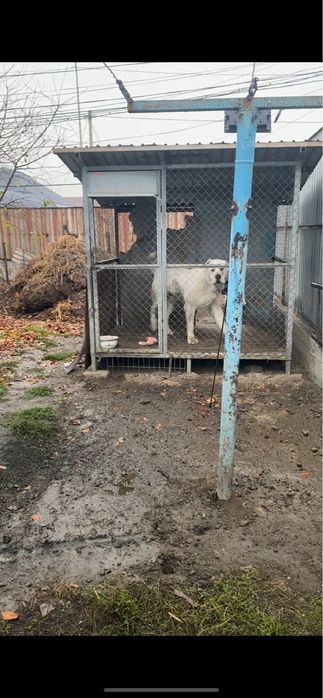 Продам алабай сао