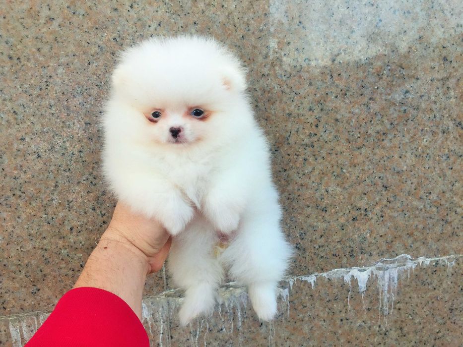 Померанчета мини Померанчета