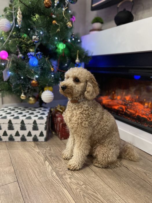 Мальтипу кобель вязка Караганда