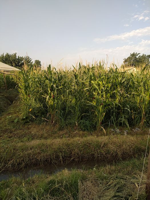 10 Sotix uchastka sotiladi