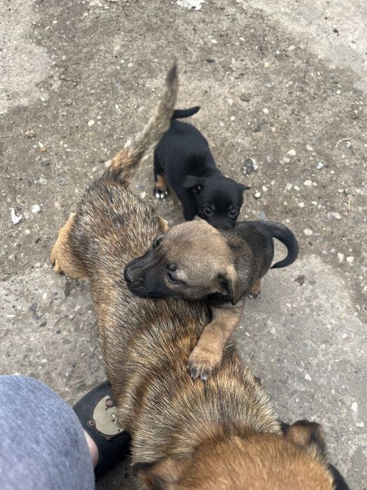 Catei de talie mica adoptie. donez catel de curte. Dau spre adoptie câine