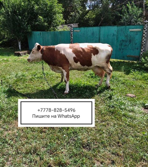 Продам корову двойную молочную