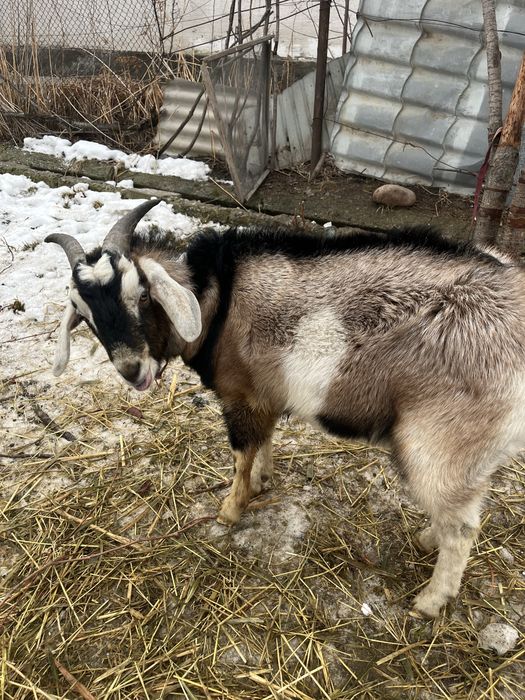Козел англо нубийский,  чистый