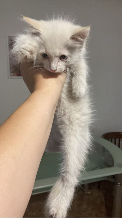 Отдам в добрые руки кошечку